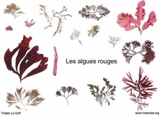 algues rouges