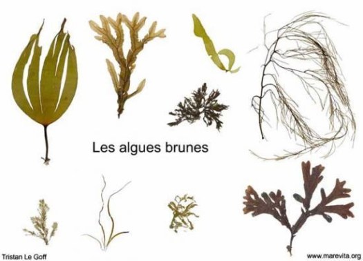 algues brunes
