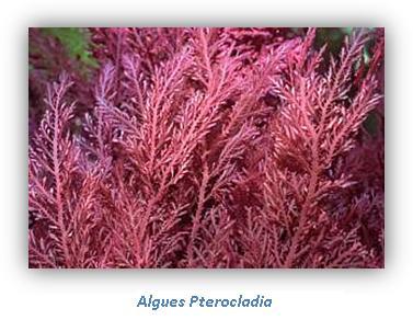 algues